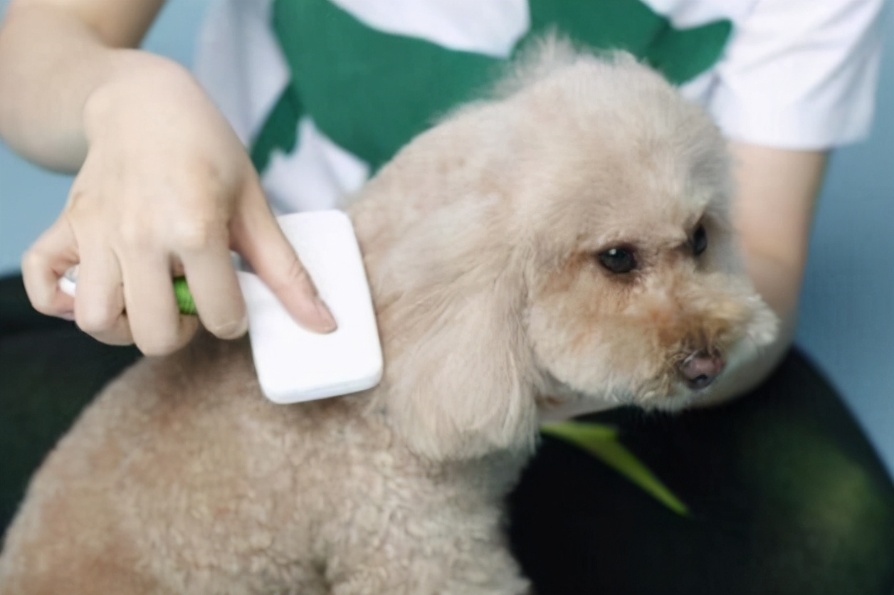 狗狗也怕冷可以怎样帮助狗狗过冬,狗狗怕冷吗冬天