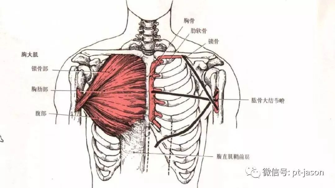 如何让胸大肌放松,怎么能让胸大肌练大