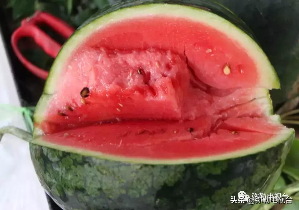 弥勒千亩西瓜熟了!黄心瓜、红心瓜、小香瓜…你喜欢哪种?