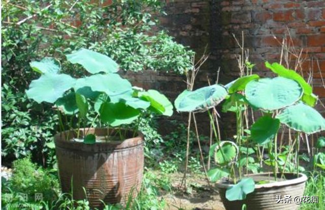 水缸种藕能开荷花吗,阳台水缸种藕