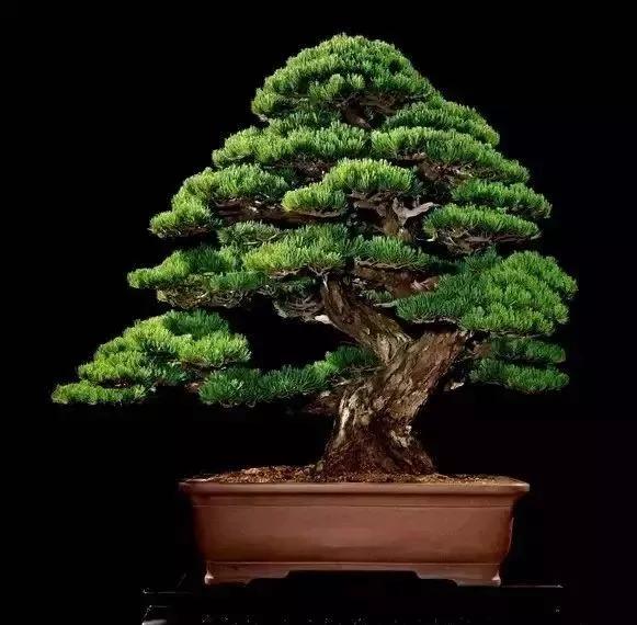 名贵植物排名前十名,十大天价的花卉