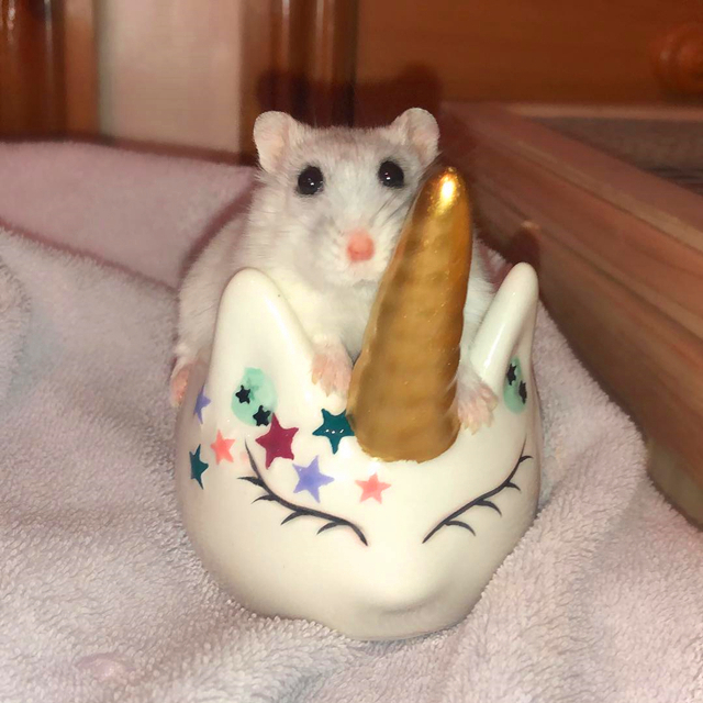 仓鼠妈妈望子成龙，为让宝宝成为吊环王子，不惜从喝奶抓起