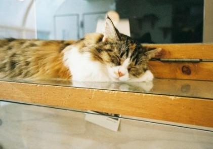 猫咪太调皮捣蛋了怎么办？调教猫咪调皮捣蛋的方法有吗？