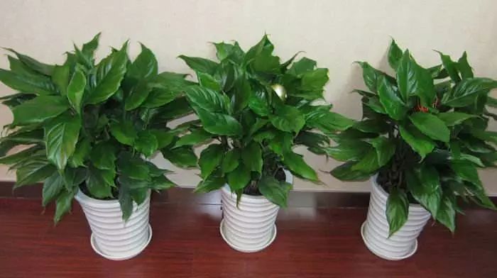 3岁孩子误食了药物属于意外吗,小孩误食绿植肥料怎么办