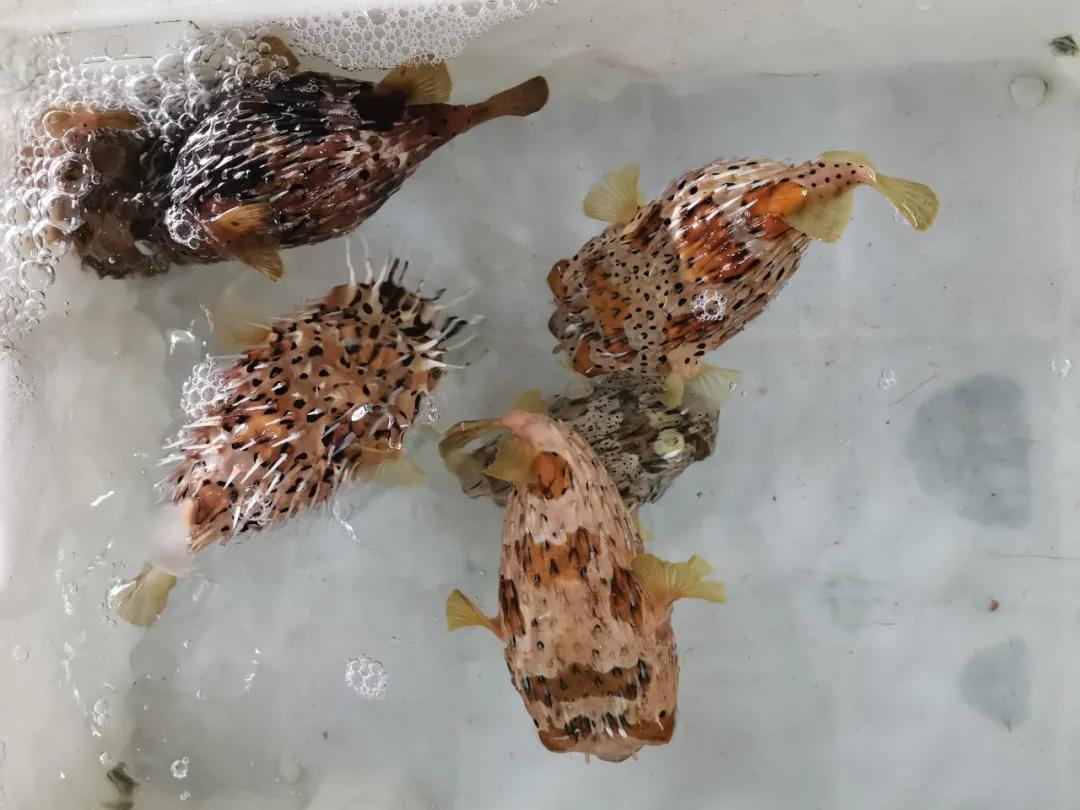 开海季都有什么海鲜,开海了这些生猛海鲜