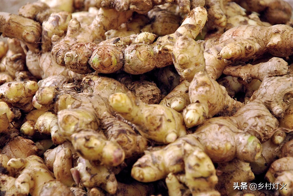 种植生姜是深种还是浅种好,怎样用生姜芽种生姜