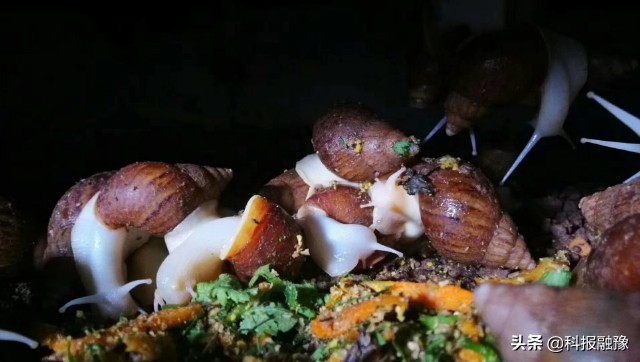 郑州残疾人养殖蜗牛,小蜗牛大财富