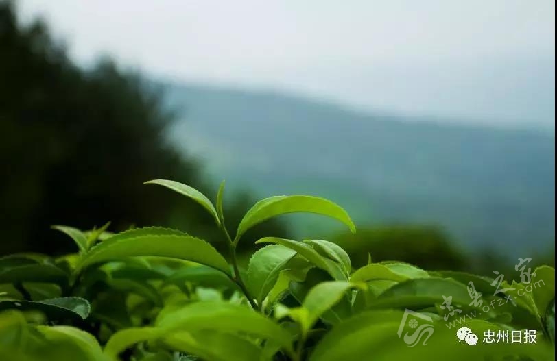 白石山林区生态环境,白石镇竹海