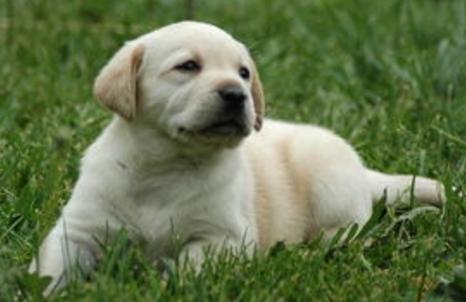 狗软骨病怎么治疗最好,狗得了软骨病有什么症状