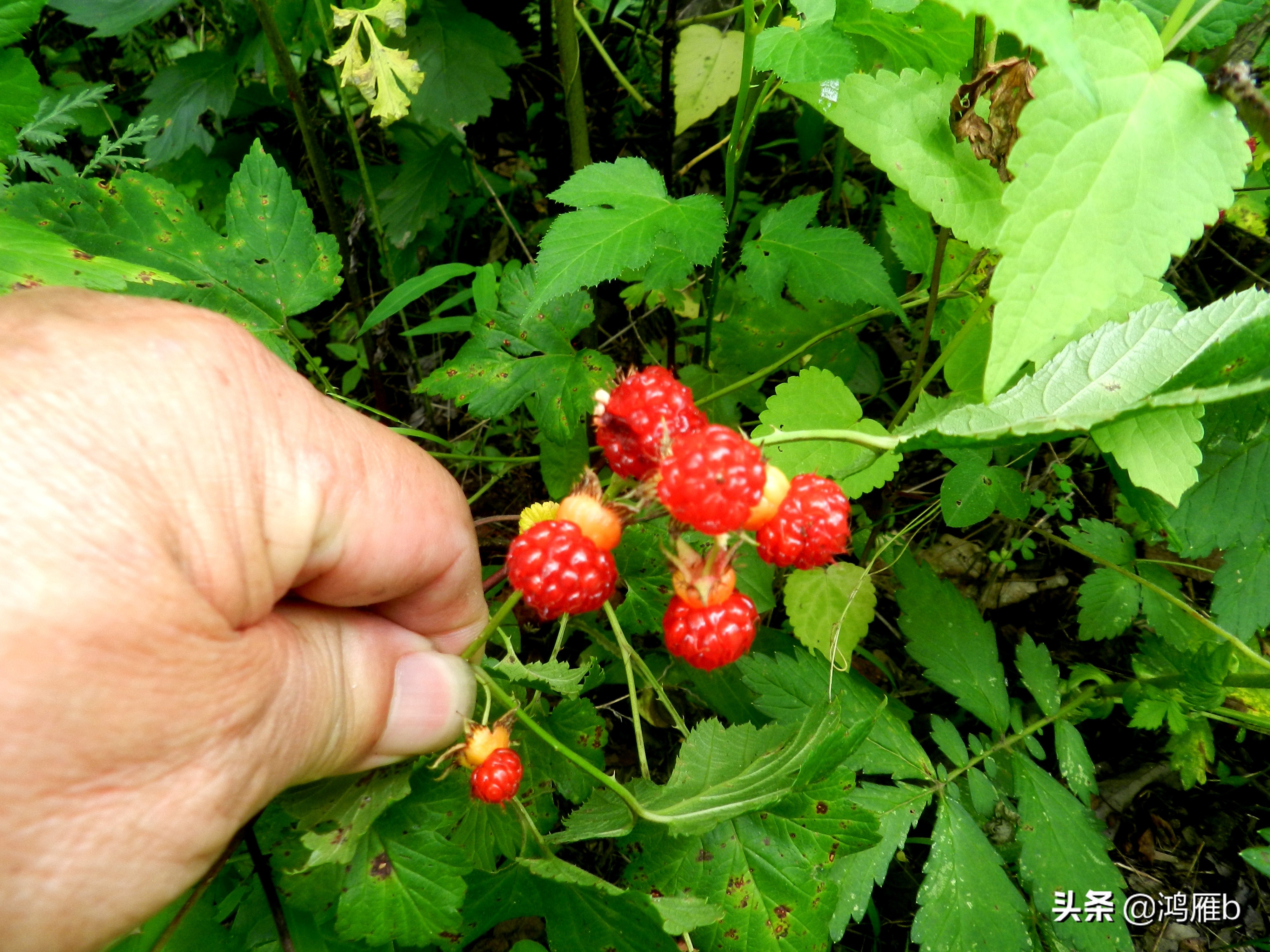 大山里的野果熟了想吃,山里的野果逐渐熟了