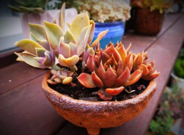 多肉黑王子老桩,黑王子多肉老桩