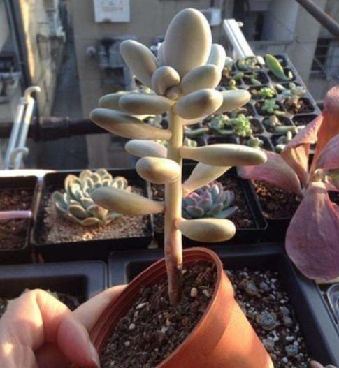 淡雪多肉砍头徒长后怎么处理,多肉室内养徒长怎么办