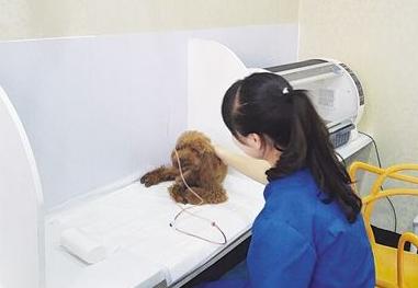 宠物尿尿在被子上怎么处理,宠物尿泡怎么办