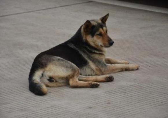 纯种中华田园犬长什么样子,纯种中华田园犬都长什么样