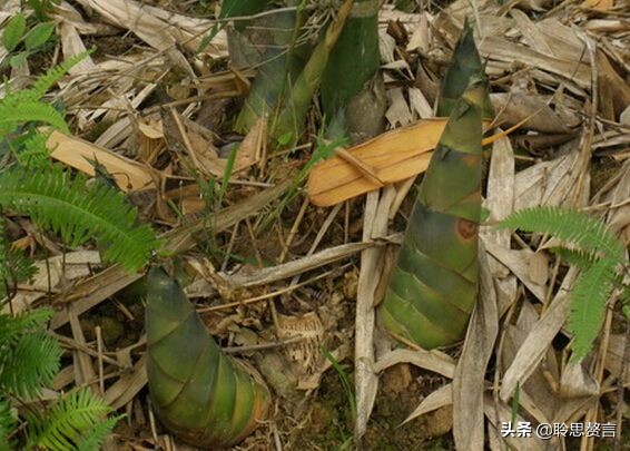 竹笋诗词精选三十一首,山中竹笋诗词