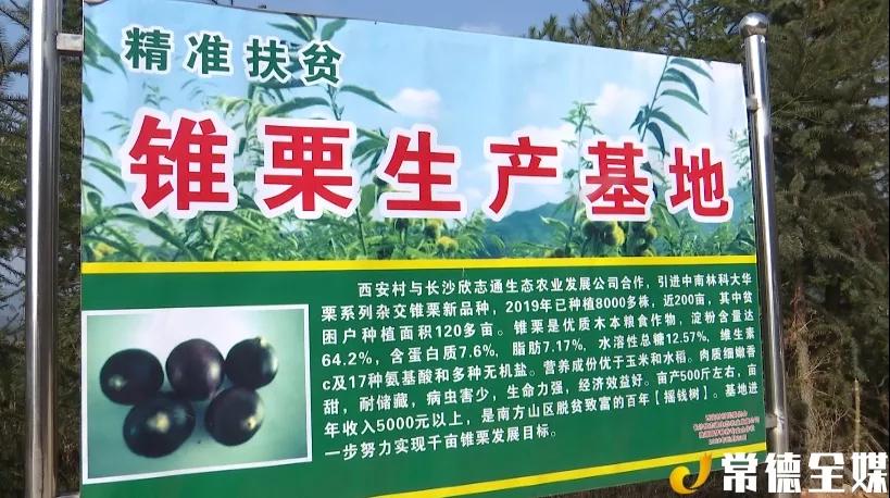 桃源西安镇有黄桃，有锥栗，还有扶贫车间，老百姓安居乐业
