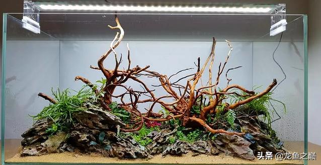 沉木与什么石头搭配造景,沉木造景选树桩还是拱桥