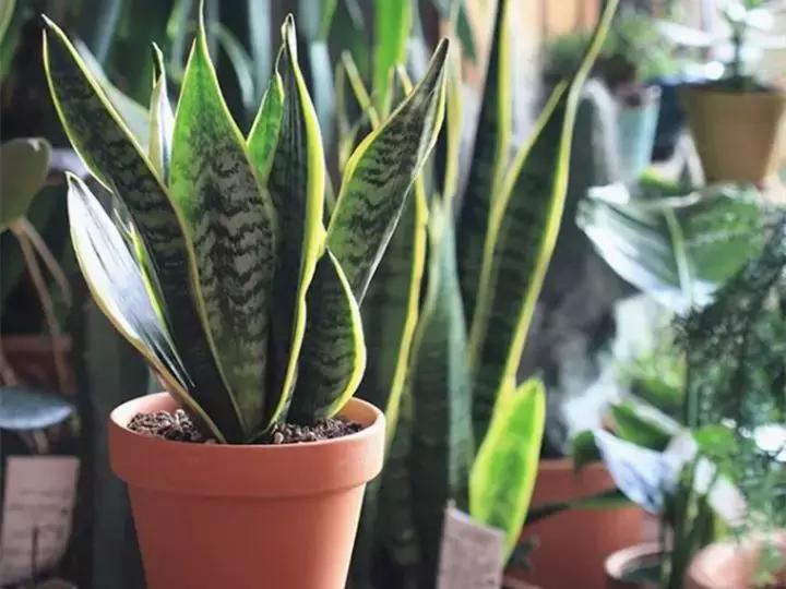 绿萝十大净化空气植物,好养适合新手净化空气的植物