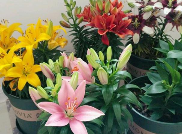 盆栽的百合怎么养最好,盆栽百合的养殖方法有哪些