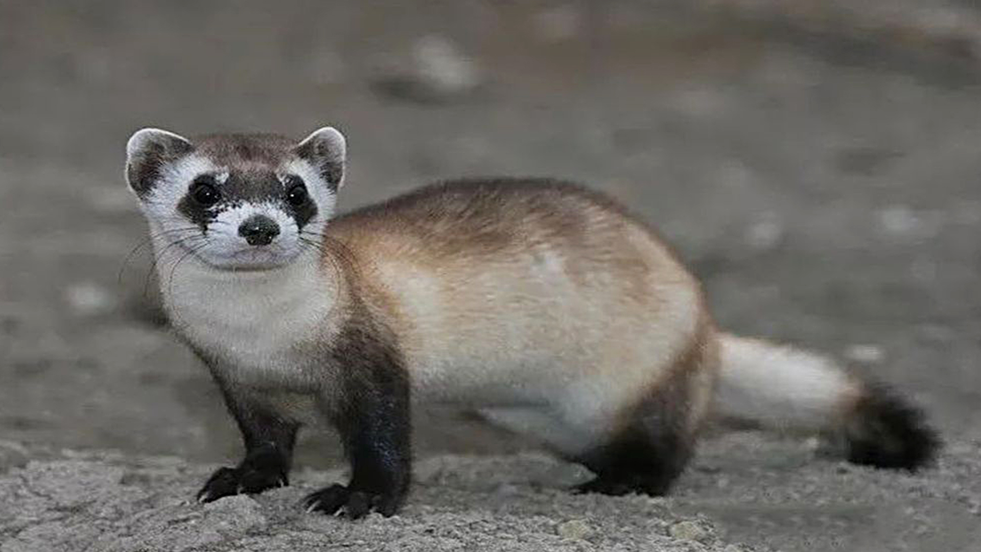 蜗牛智商高的动物,盘点动物世界最慢的动物蜗牛