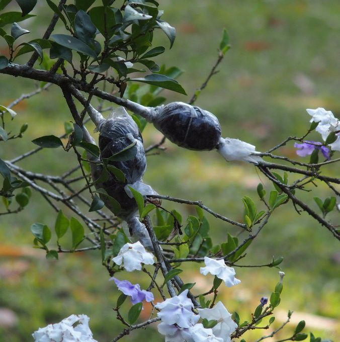 常见的花卉繁殖方法有哪些,繁殖花卉的方法解析