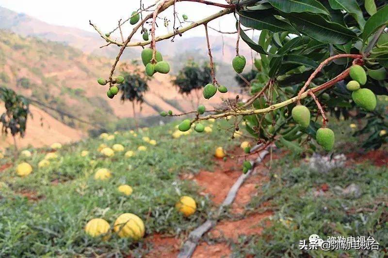 弥勒千亩西瓜熟了!黄心瓜、红心瓜、小香瓜…你喜欢哪种?