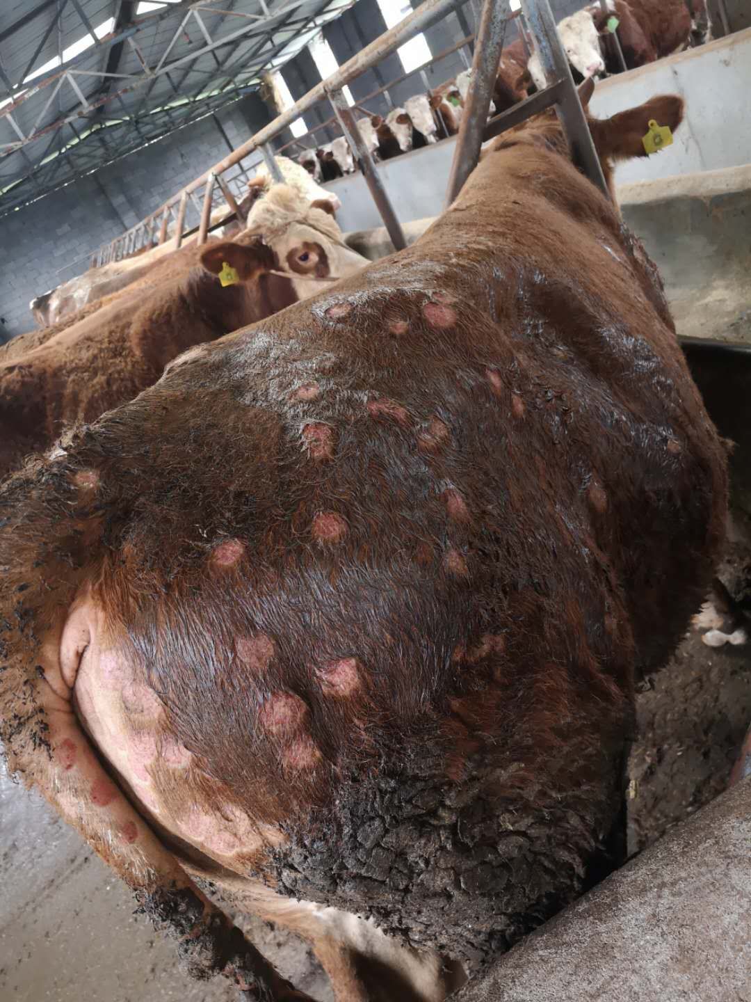 科学防治“铜钱藓”合理规划养殖场科技扶贫万里行肉牛服务9团赴凉山州开展肉牛产业科技扶贫