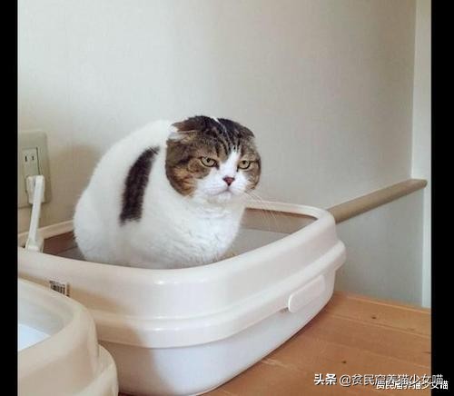 猫咪拉肚子医生给了益生菌,猫咪拉稀喂蒙脱石散需要禁食吗