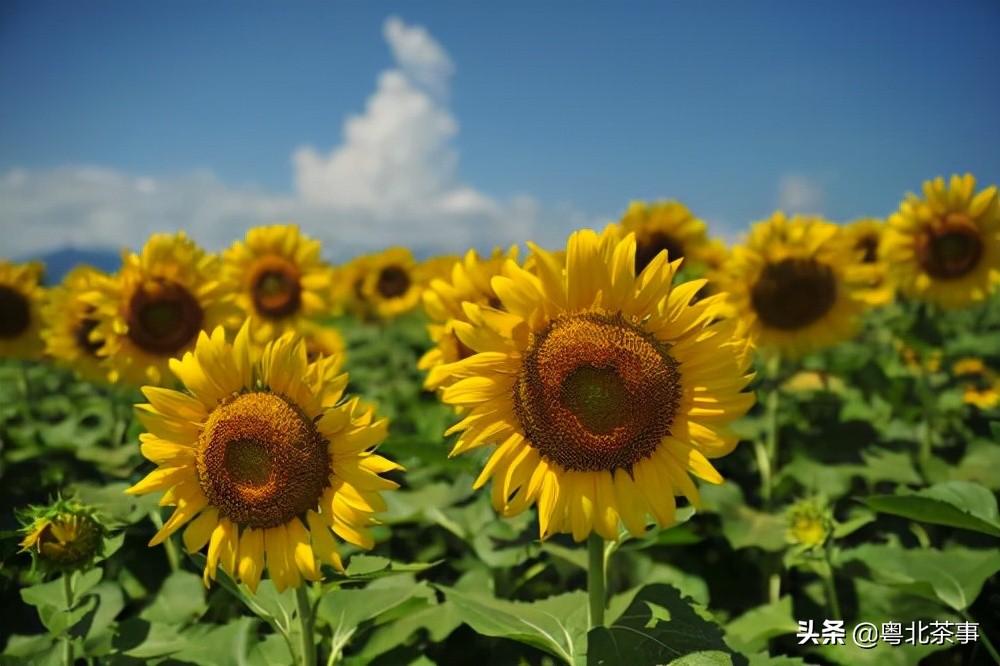 我26岁，不顾朋友劝阻奔现网友，结果被骗得身无分文后悔万分