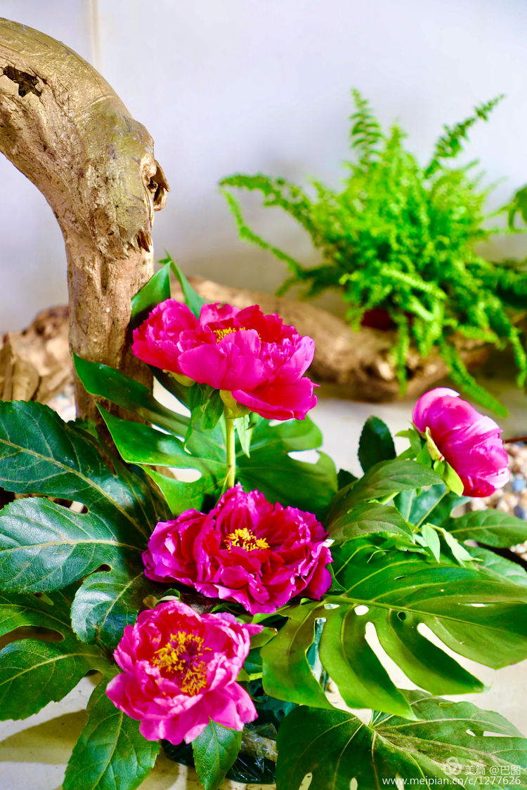 看洛阳牡丹花卉节,洛阳古都牡丹花展