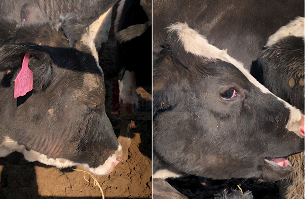 张廷青兽医,张廷青