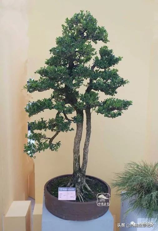 双干树,双干型果树