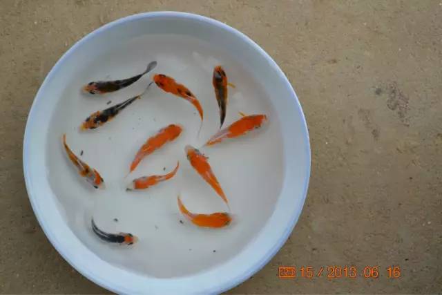 湖南最好的锦鲤养殖基地,湘潭锦鲤养殖