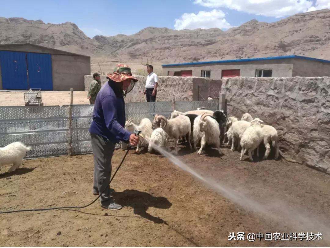 肉羊常见病的预防和治疗,肉羊常见疾病及图片