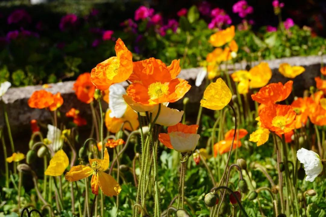 瞧!这花花世界谁不爱