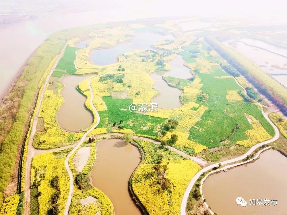 什么是如皋蝶尾,如皋的特点