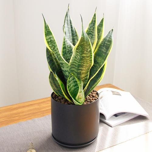 家里养的绿色植物可以净化空气吗,哪些绿色植物可以净化室内空气