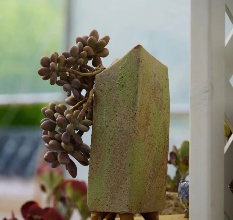 冬去春来，愿你无恙，疫情退去，养肉依旧！