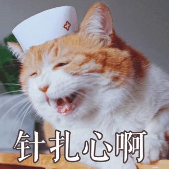 黑心商家曝光猫贩子,猫贩子骗局