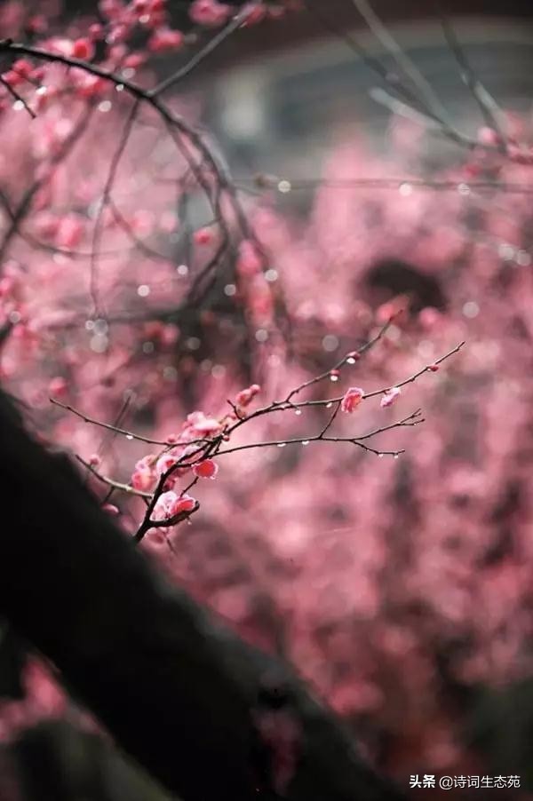 关于梅花我们应有怎样的人生追求,关于梅花我们想到了什么