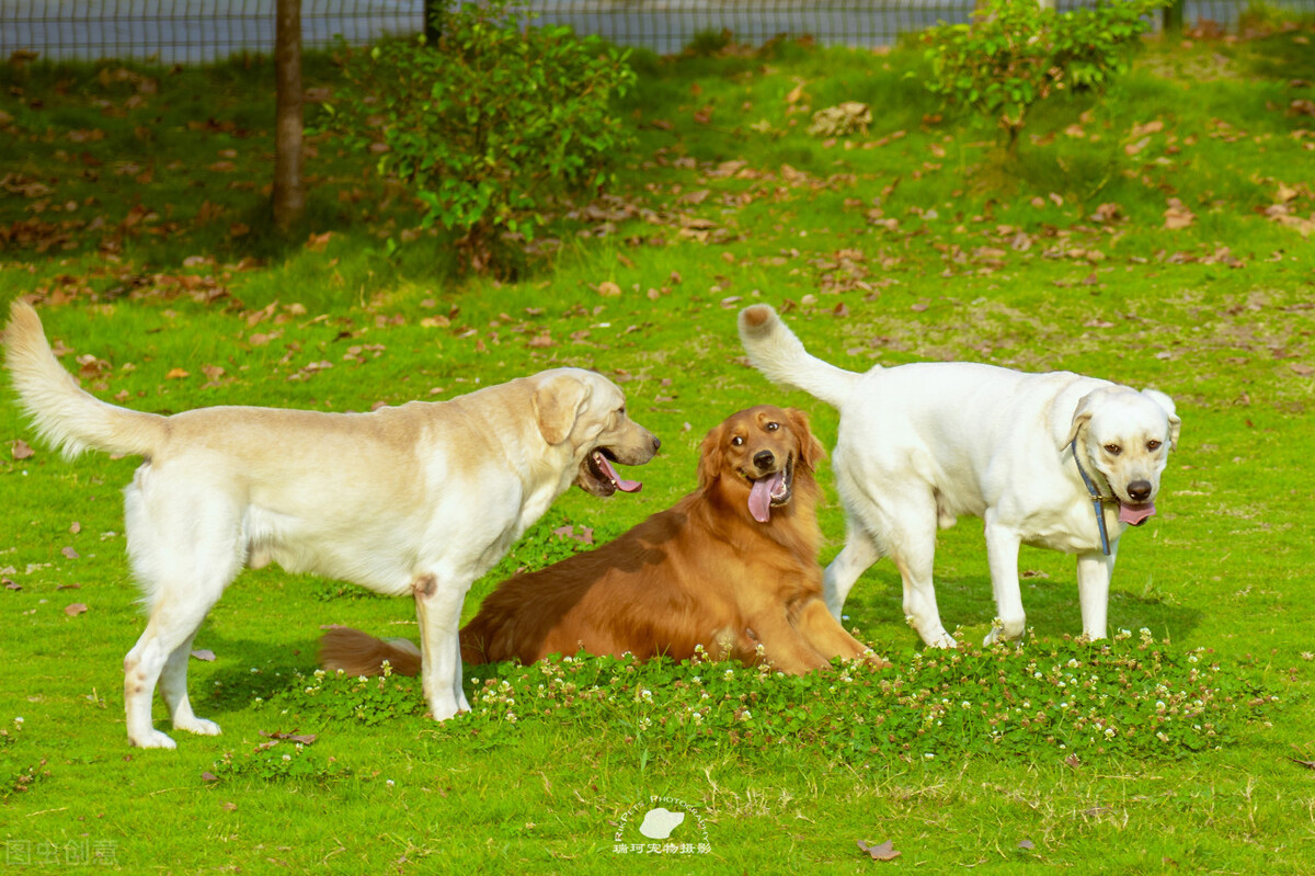 京东健康医疗服务怎样发展,京东健康宠物医院