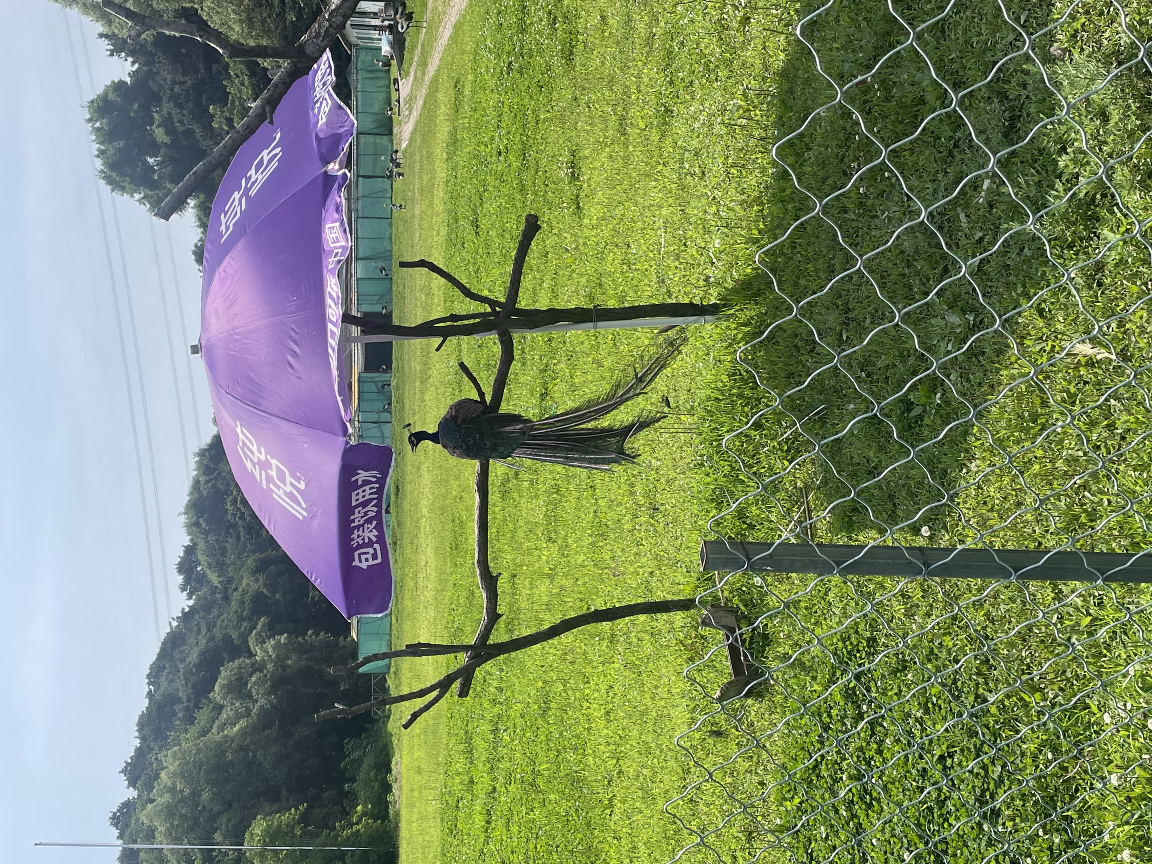 沈阳森林动物园春游,五一小长假去沈阳森林动物园游玩