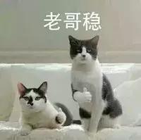 猫咪看着猫粮想吃又不敢吃怎么办,猫咪不爱喝水用什么办法解决