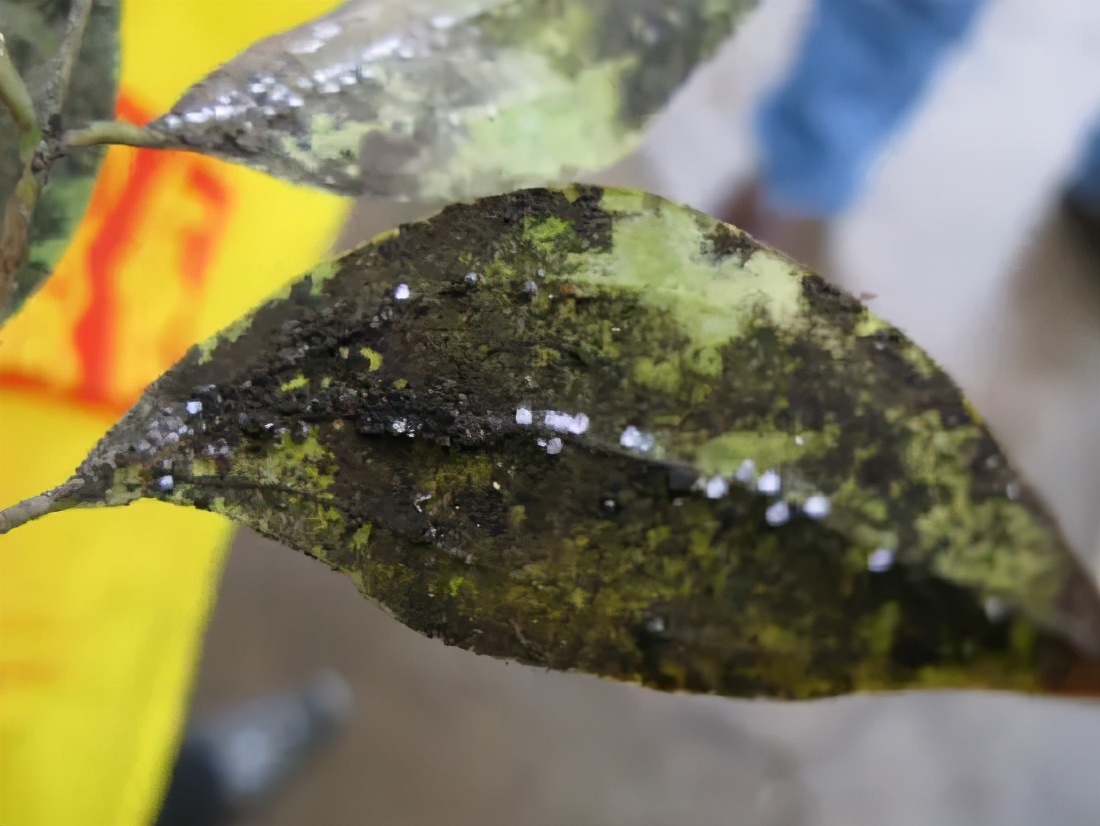 树桩盆景生病了别心慌,八九不离十是这几种病虫害祸害的