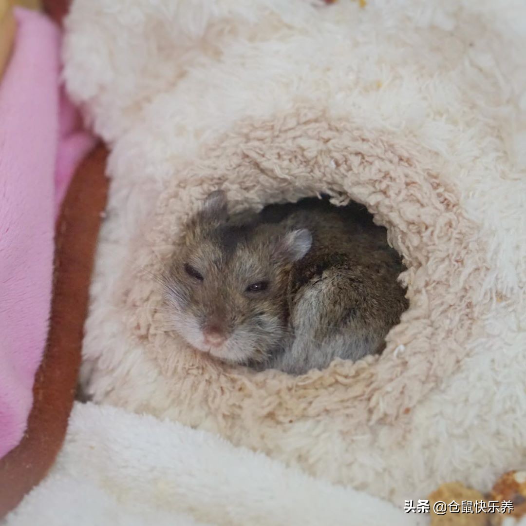 仓鼠缺衣少食谁的错?冬天快到了,请别让你家鼠鼠过得这么寒碜