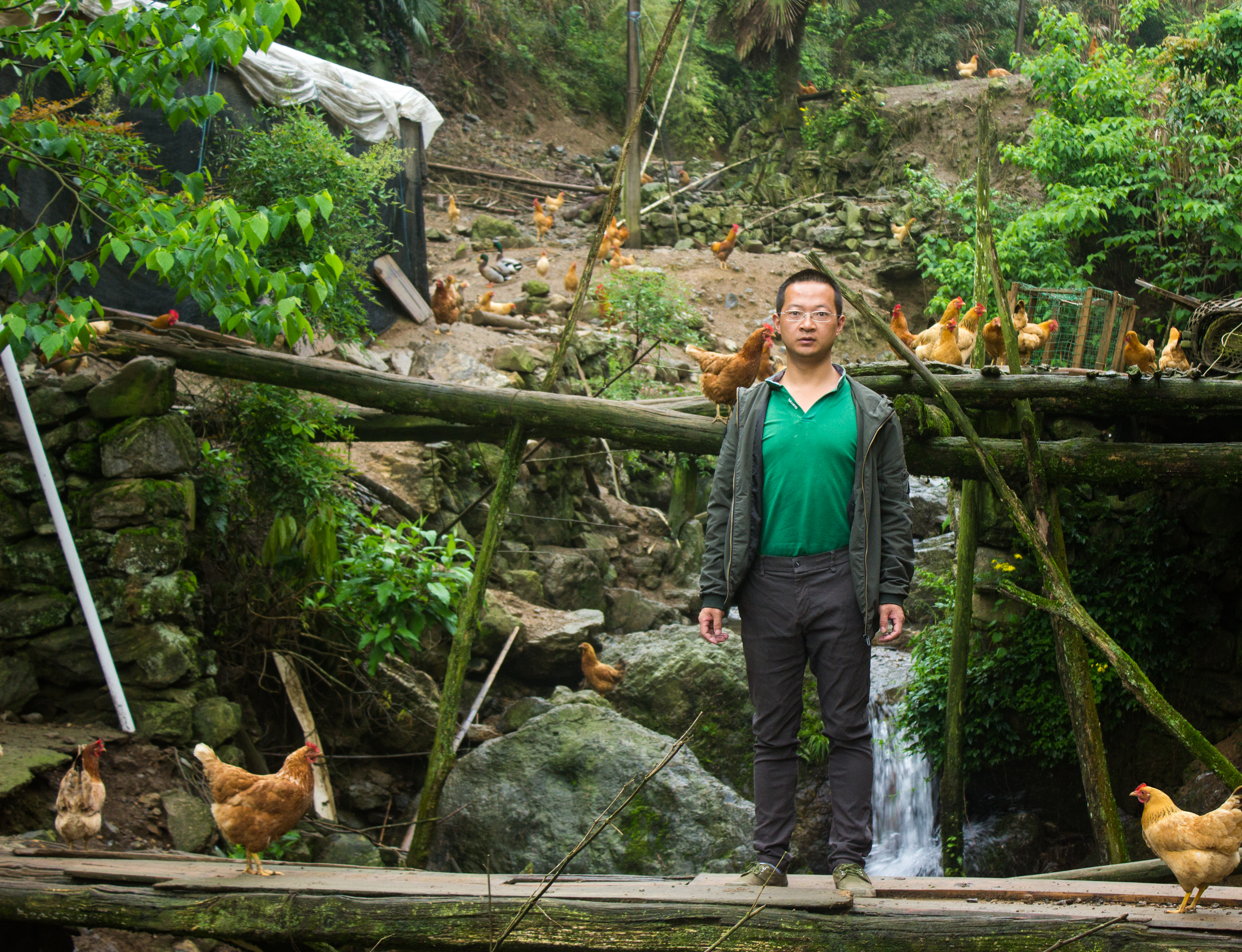 不喂饲料养土鸡的利润与成本真实,散养土鸡蛋一个月能挣多少钱