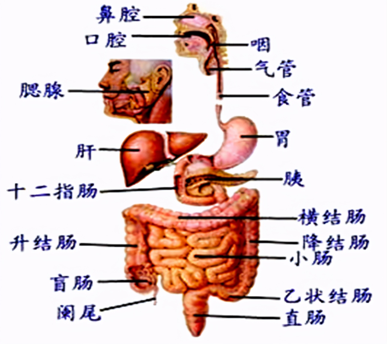 26岁小伙健身补过量蛋白质,过量摄入蛋白质肾炎