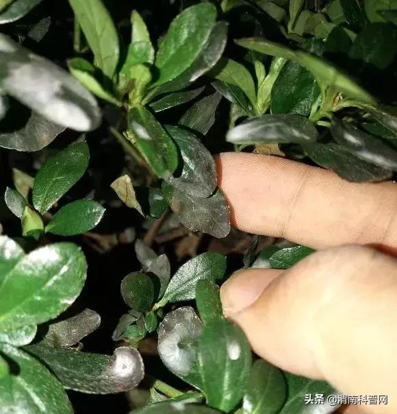 妞嶇墿鍡栧棖闀跨垎鐩嗕笉榛勫彾,鍏绘鐗╀竴涓槦鏈熶笉姝荤殑绉樻柟