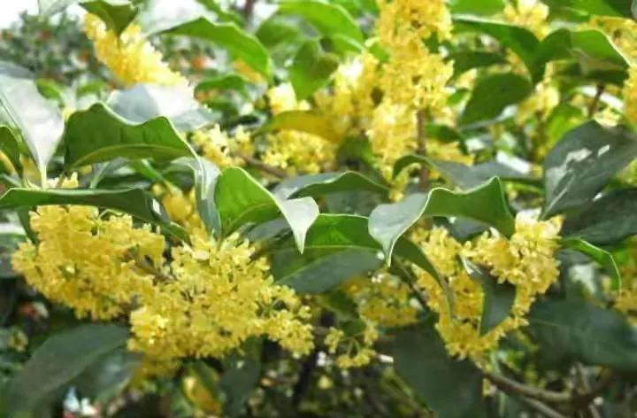 王维诗文作品100首,王维冷门诗精选