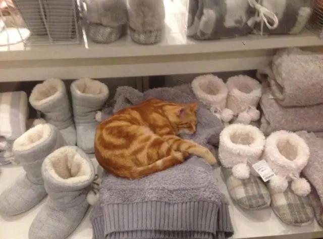 去土耳其当猫好吗,在土耳其做一只幸福的猫